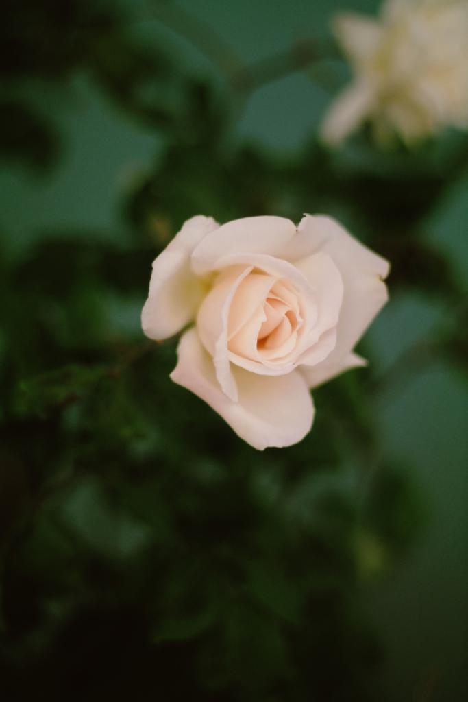 The Unfolding Rose