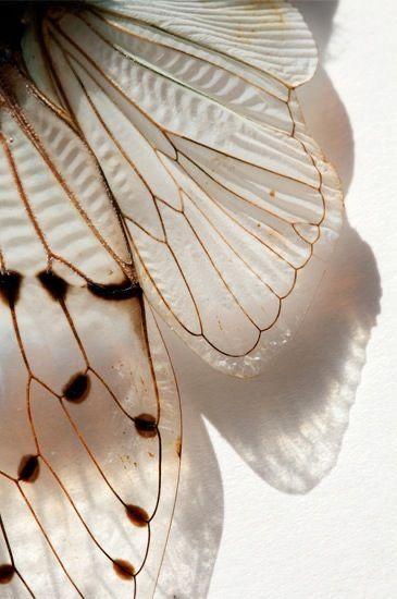 Shamanic Journey Reflection