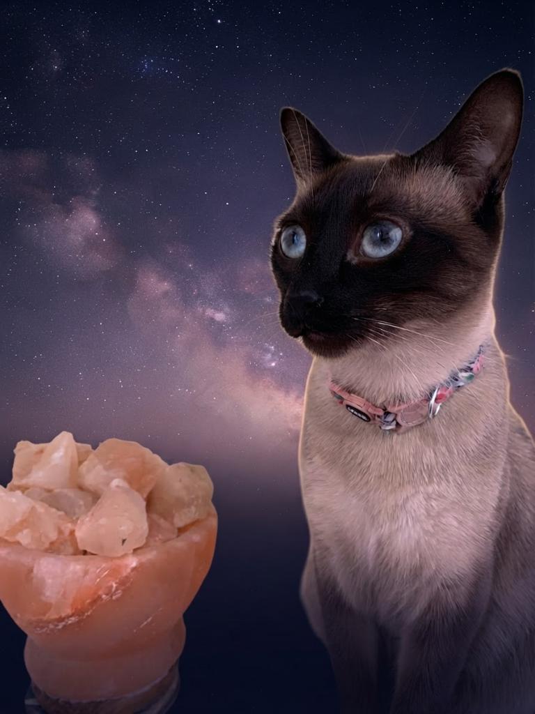 Distance Reiki for Animals